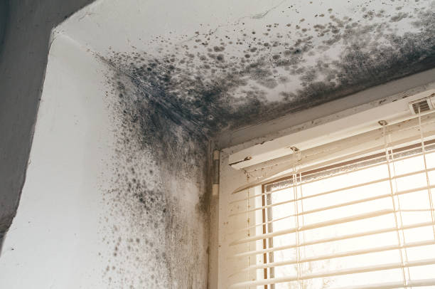 Trusted Commercial Mold Remediation service in Lawrenceville, IL - Cheap Mold Removal