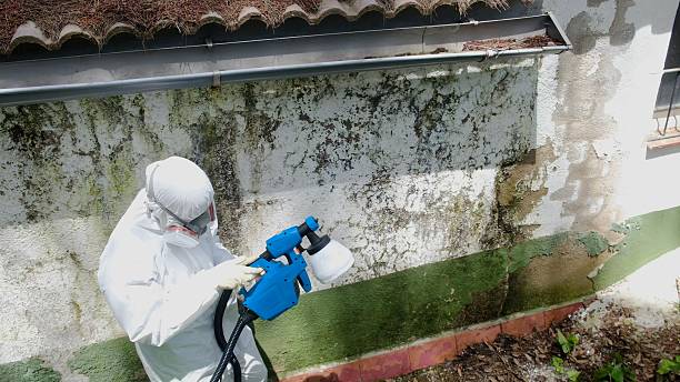 Top rated local Basement Mold Removal specialists in Lawrenceville, IL
